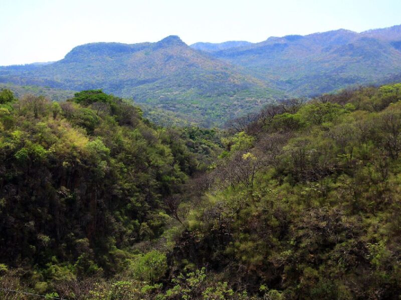 La conservación de bosques tropicales