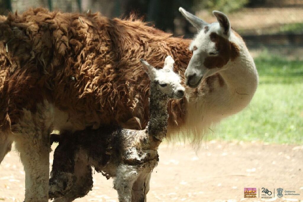 La cría de llama del zoológico de Morelia - mamá