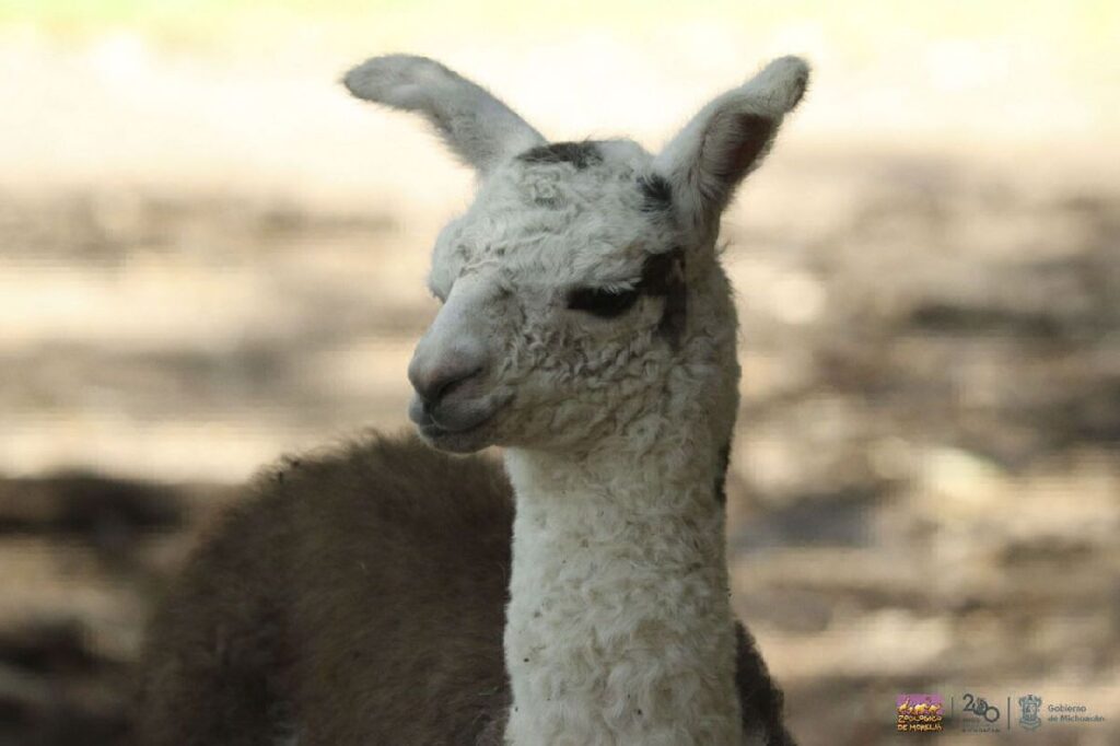 La cría de llama del zoológico de Morelia - nacimiento