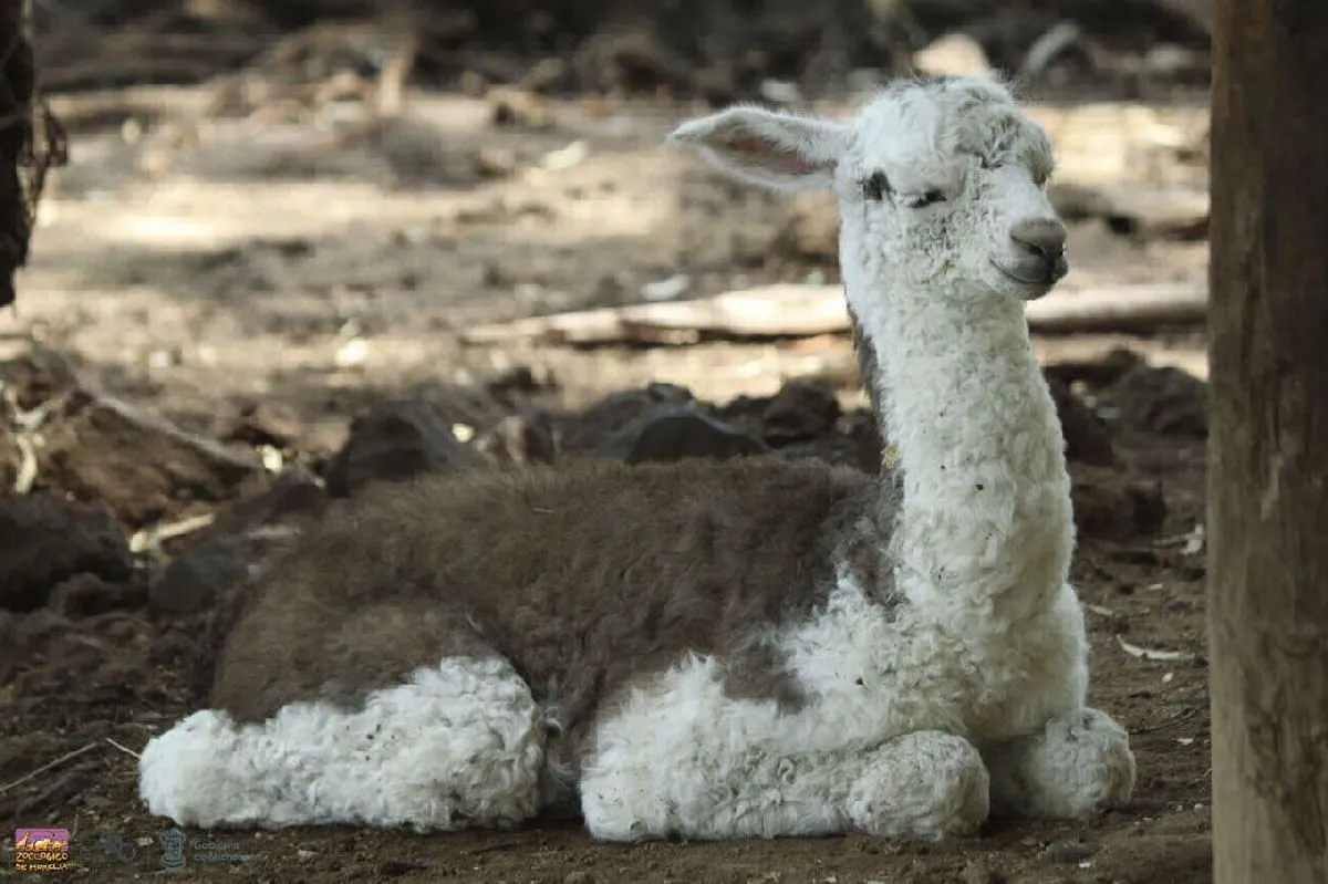 La cría de llama del zoológico de Morelia