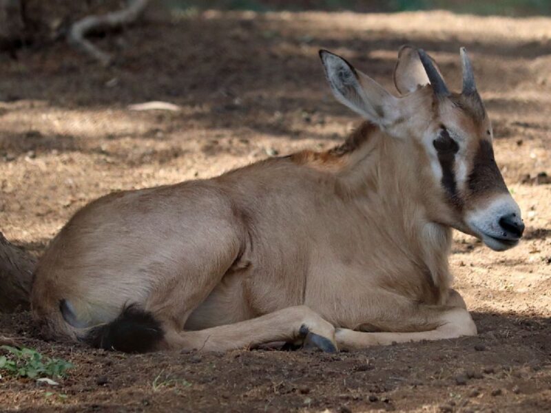 nacimiento de antílopes en el zoo