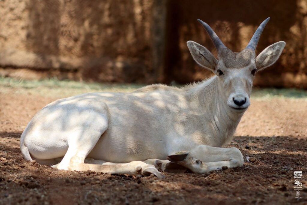 nacimiento de antílopes en el zoo - blanco