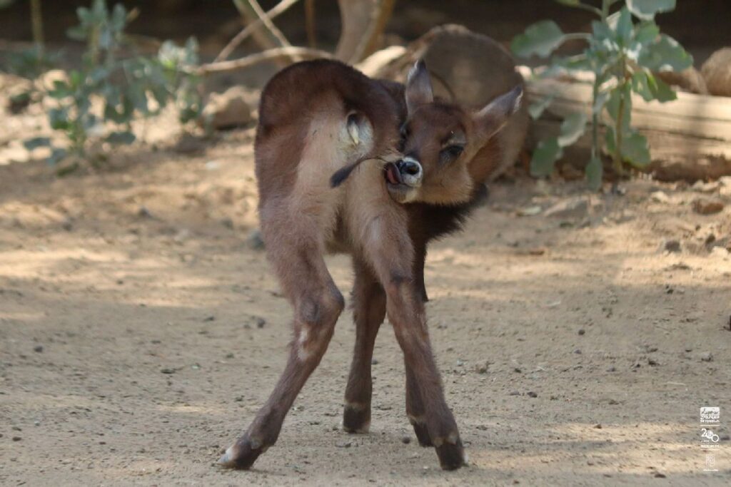 nacimiento de antílopes en el zoo - cría