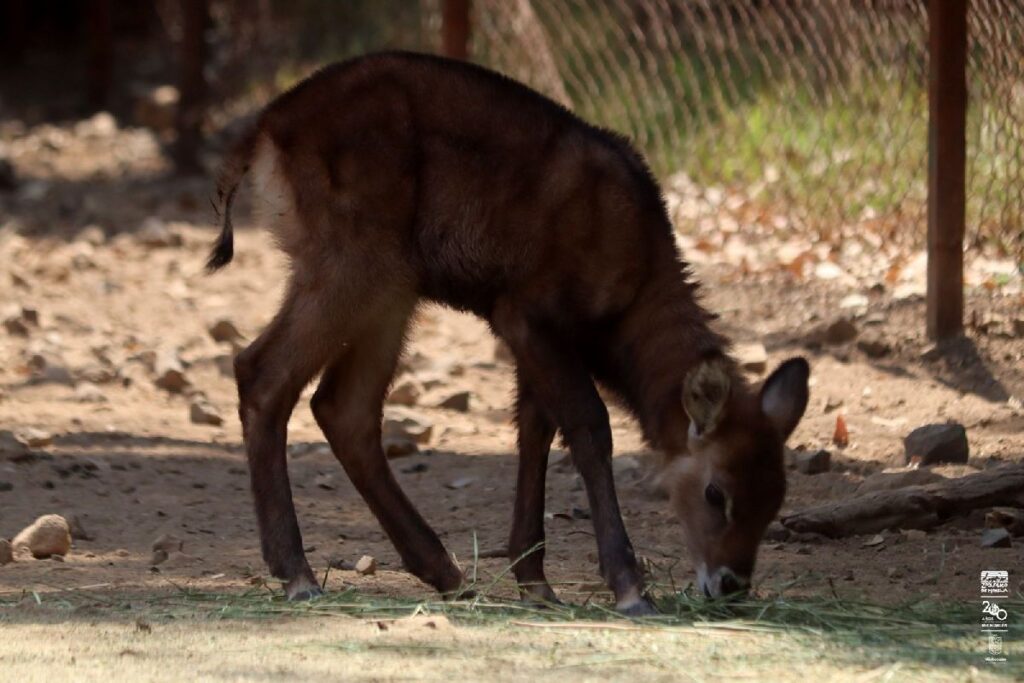 nacimiento de antílopes en el zoo de Morelia