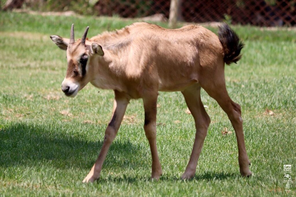 nacimiento de antílopes en el zoo - macho