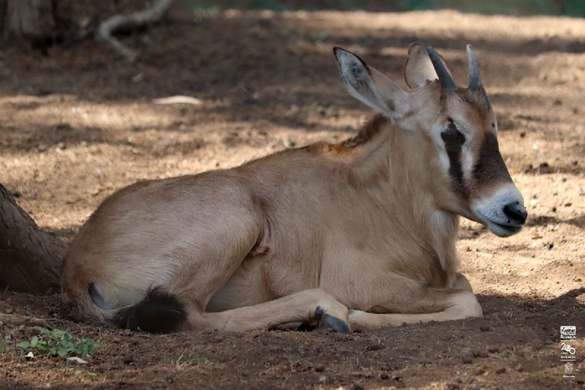 nacimiento de antílopes en el zoo
