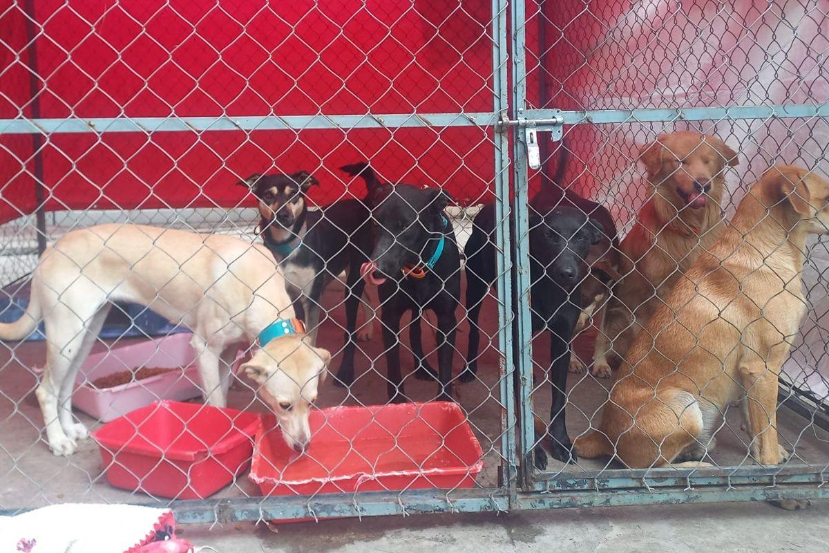 Avanza América Latina en protección animal