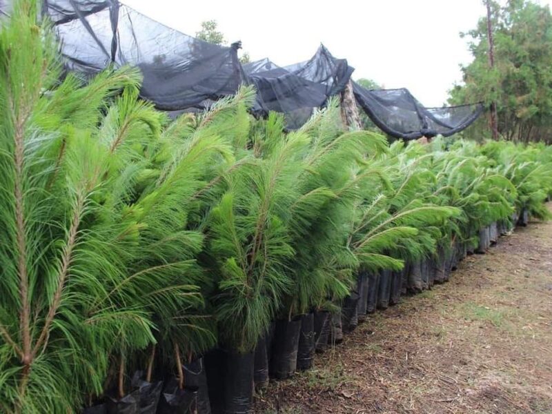 Ciudadanos podrán participar en reforestación urbana en Morelia