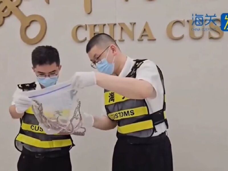 Frustran intento de tráfico de 104 serpientes en China