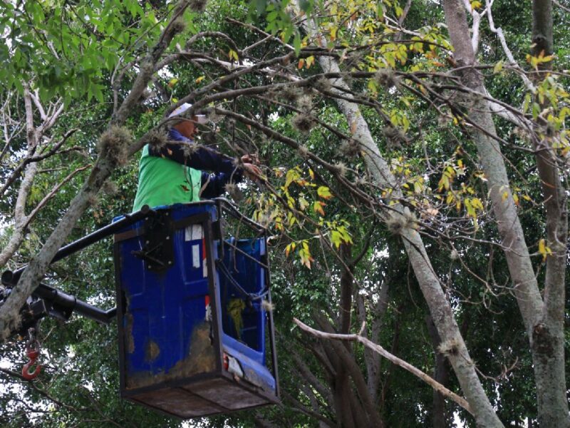 incian acciones de poda sanitaria en Morelia
