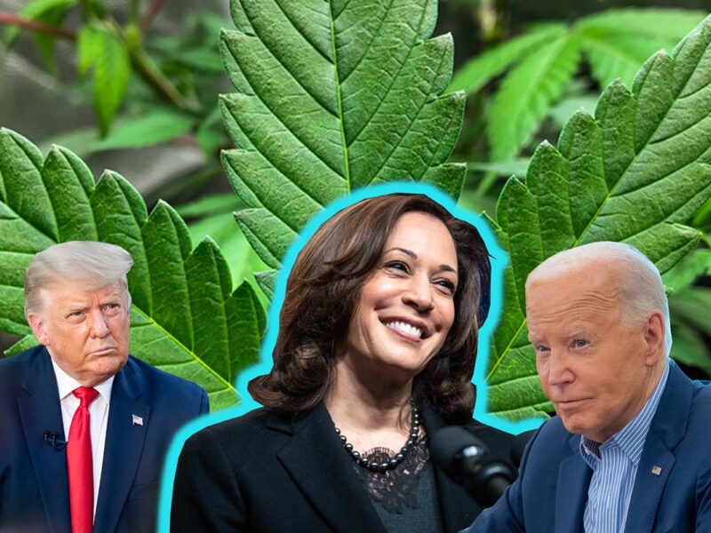 Kamala Harris se diferencia de Biden y Trump en legalización de la marihuana