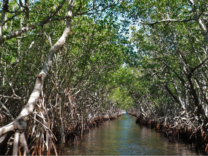 La conservación de manglares en Veracruz