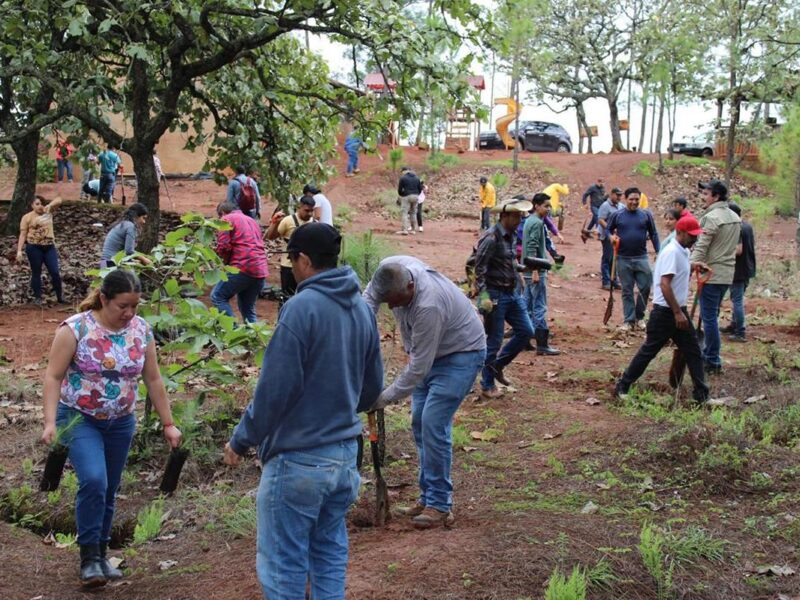 La reforestación en la Mesa de Tzitzio