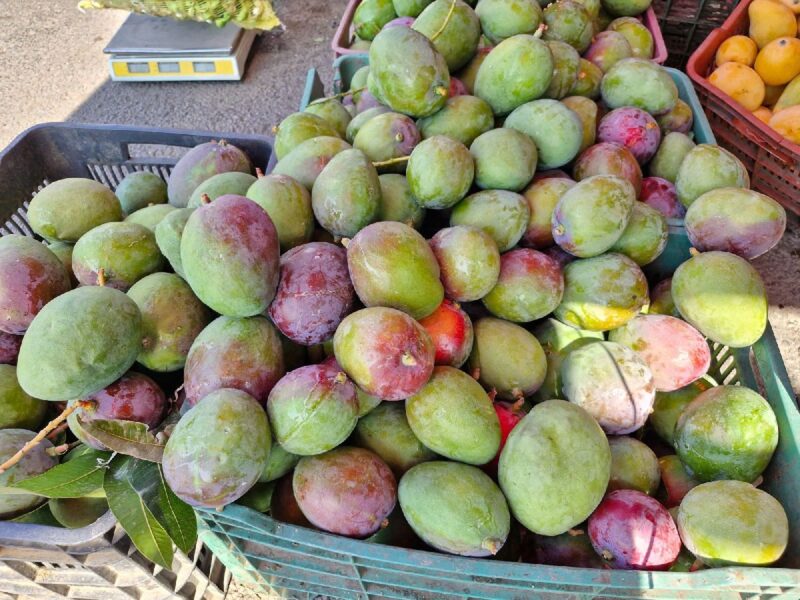 michoacán exportación mango toneladas 2024
