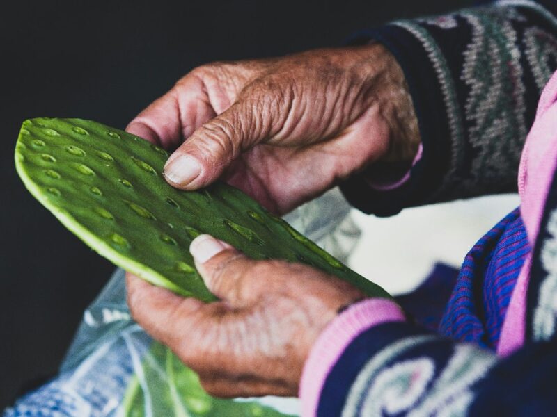 propiedades y beneficios del nopal