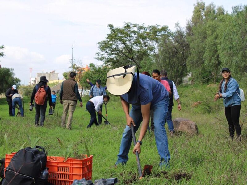 reforestación en cerritos del quinceo