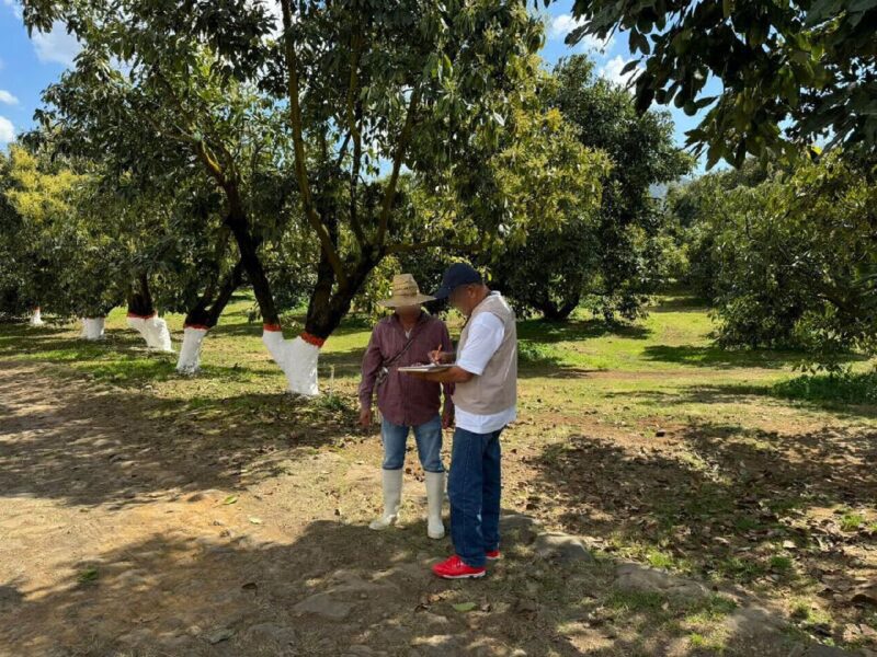 Sedeco impone multas a empresas aguacateras