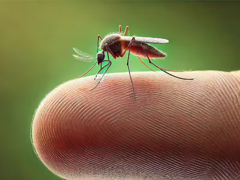 Michoacán, quinto nacional en muertes por dengue