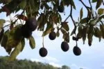 Aguacateros cambian uso de suelo violando la ley: Ernesto Núñez