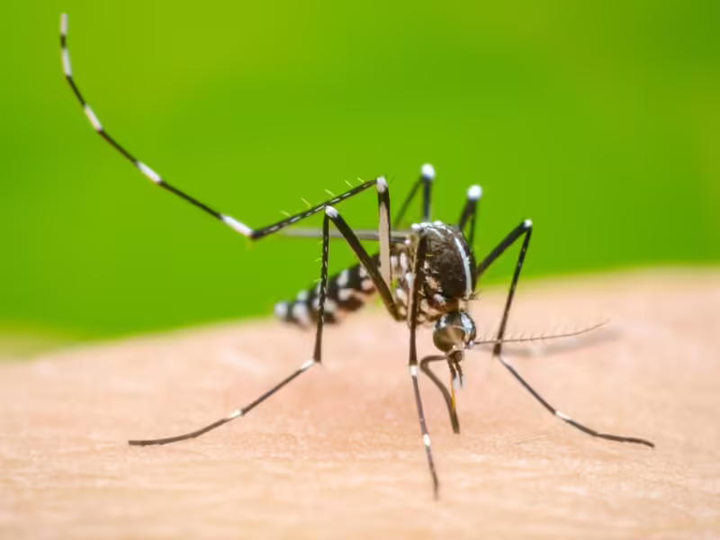 Combate el dengue desde casa con estas sencillas acciones que comparte la SSM