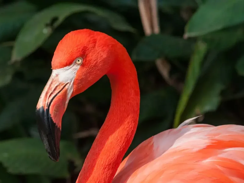 Conservación de flamencos rosados une a fundaciones mexicanas en Yucatán