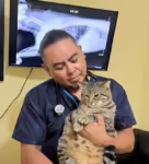 Aumentan enfermedades respiratorias en perros y gatos por lluvias y frío