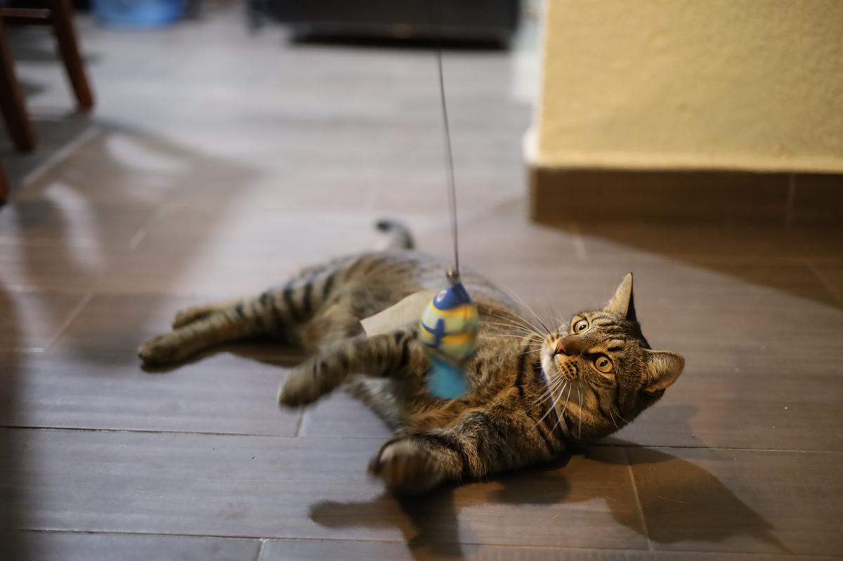 Mantiene SSM activas jornadas de esterilización canina y felina
