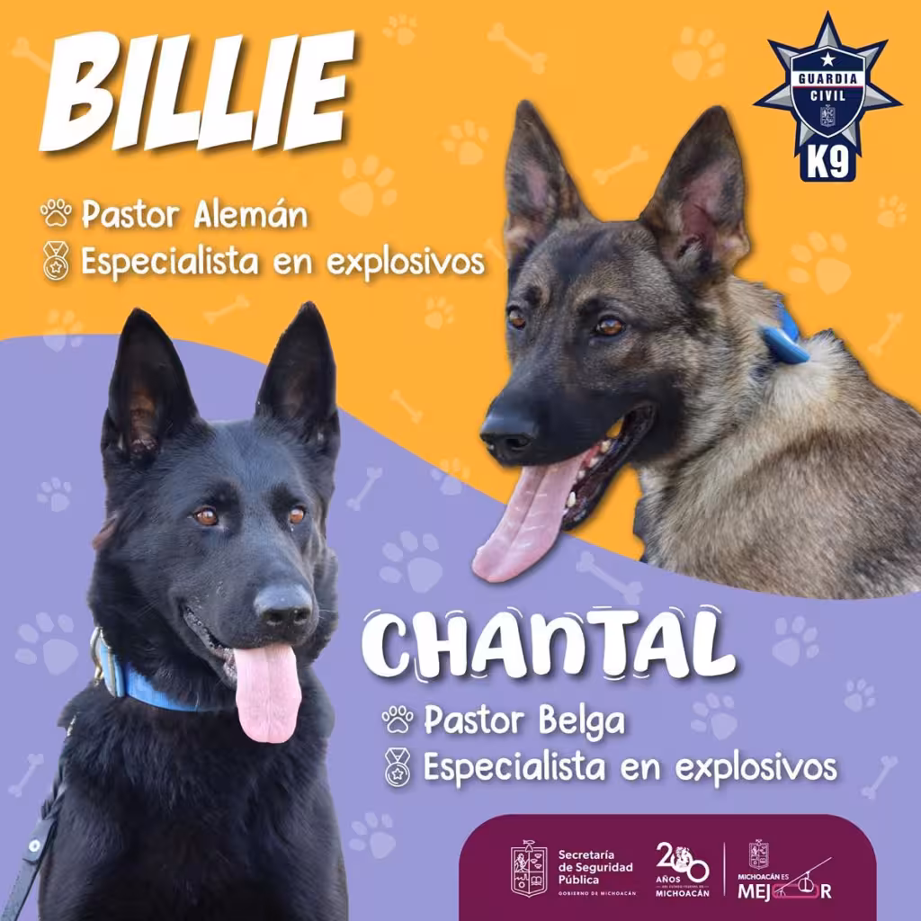 Chantal y Billie se suman como nuevas agentes caninas de la Guardia Civil