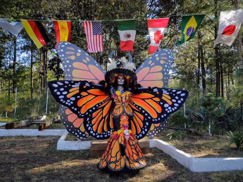 Llegan las Mariposas Monarca a Michoacán; acompañarán la Noche de Muertos