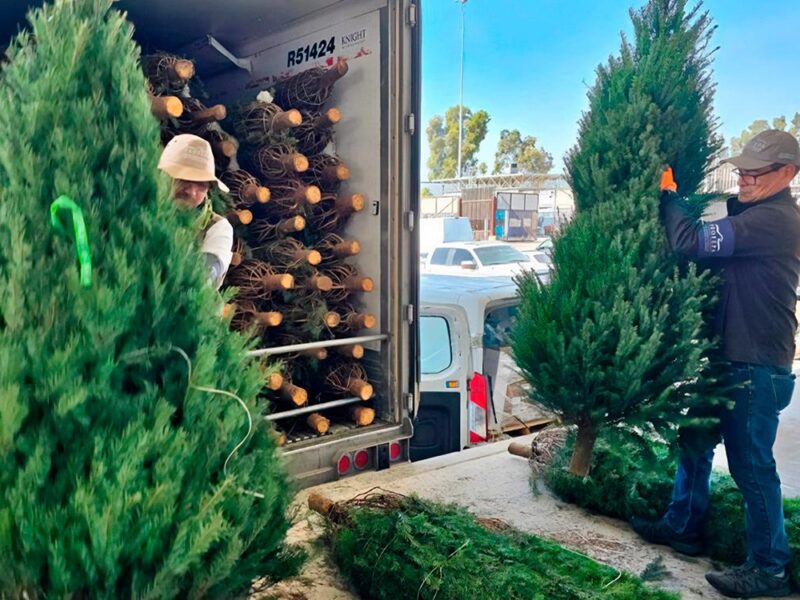 árbol de Navidad natural seguro