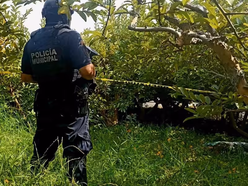 asesinato en huerto de guayabas de Jungapeo
