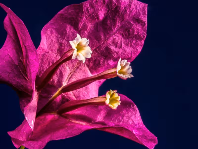 beneficios flor buganvilla bebida 1