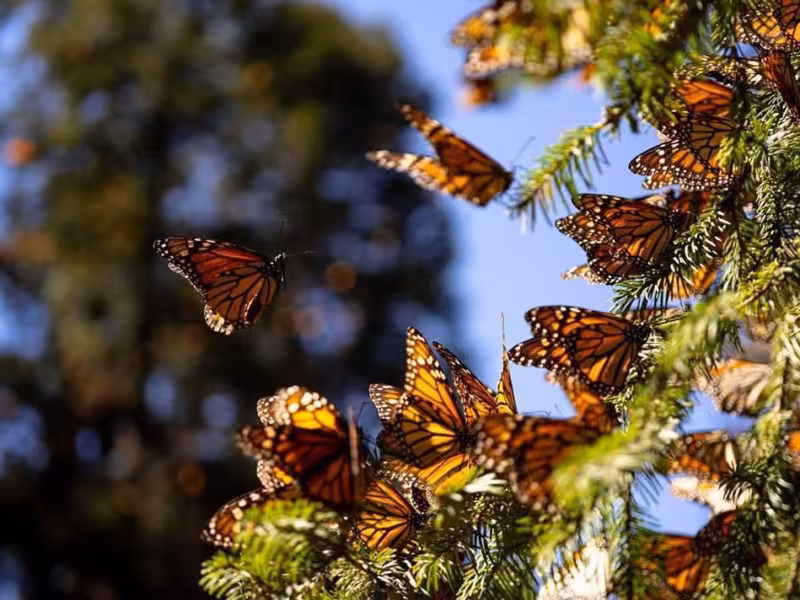 Ya llegó la mariposa monarca a Michoacán; próximo viernes abren santuarios