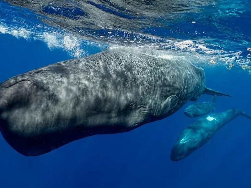Alertan sobre la desaparición de cachalotes en aguas mexicanas