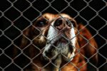 En Michoacán casos de maltrato animal crecieron 40% en el último año