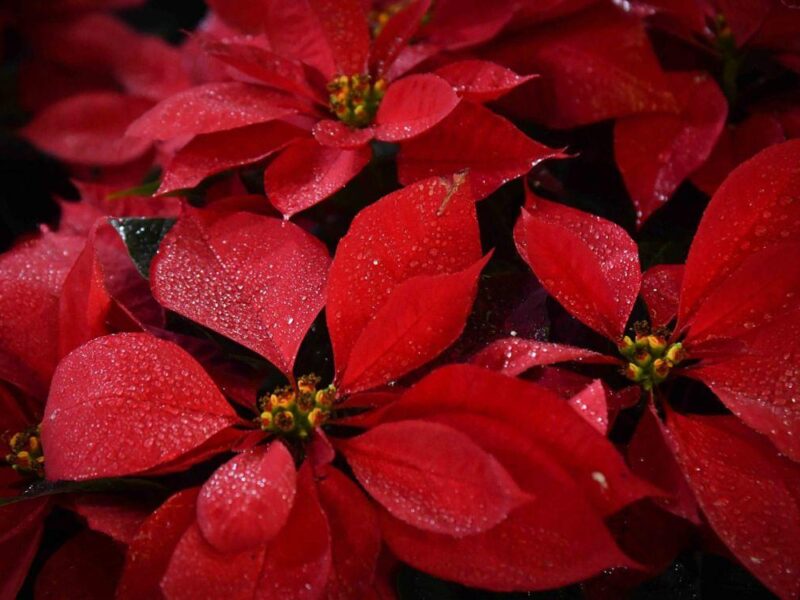 Estos son los cuidados para la planta de nochebuena