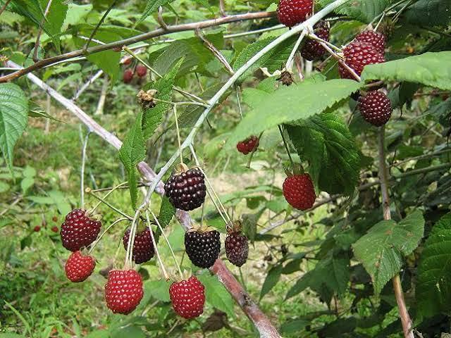 Hongo amenaza 80% de cultivo de zarzamora en Los Reyes; pérdidas millonarias
