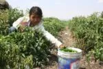 Representa Michoacán el 5.1% del trabajo infantil nacional