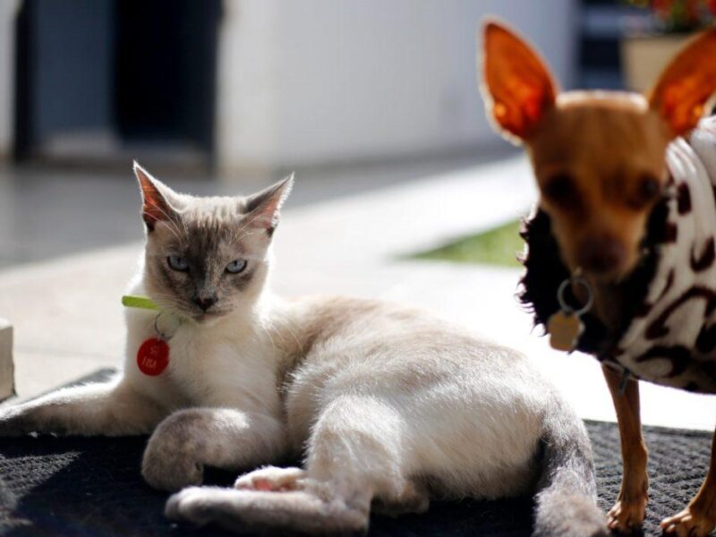 Anuncian en Morelia primera feria de esterilización animal de 2025