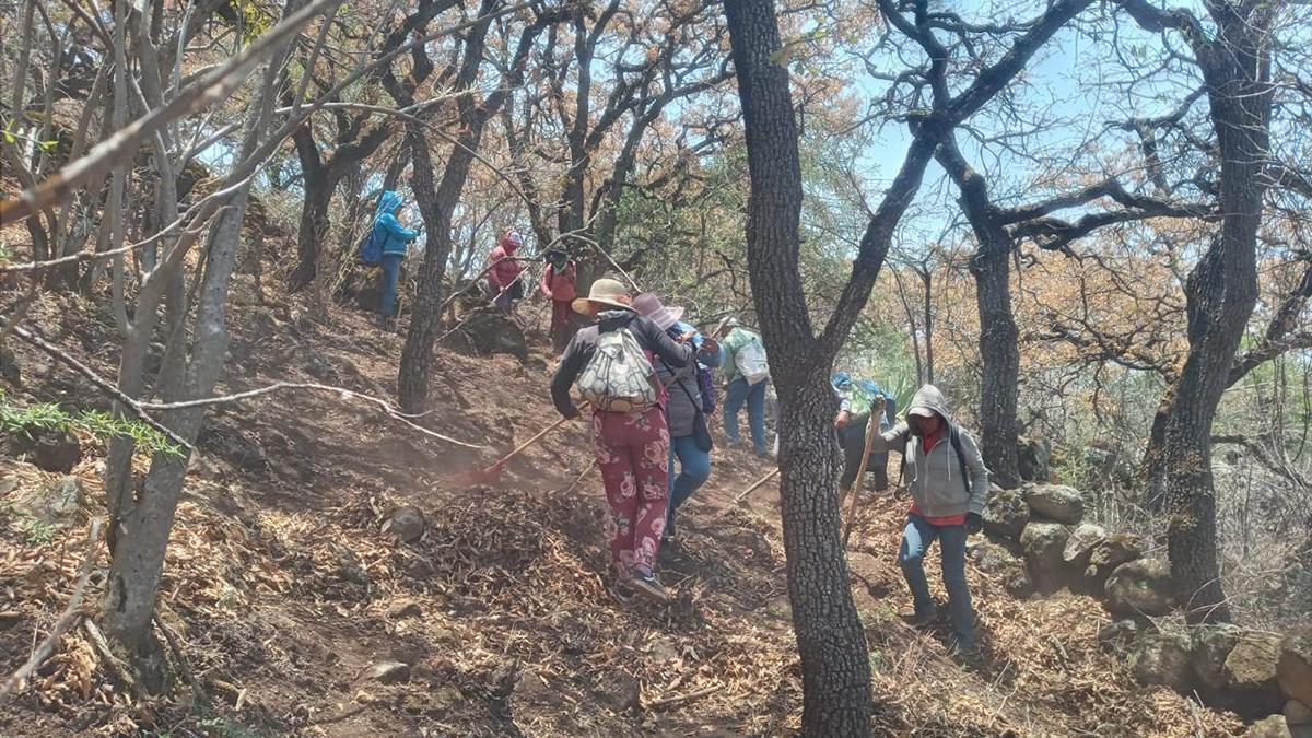 Unen esfuerzos para restauración de 50 hectáreas del área protegida cerro del Águila