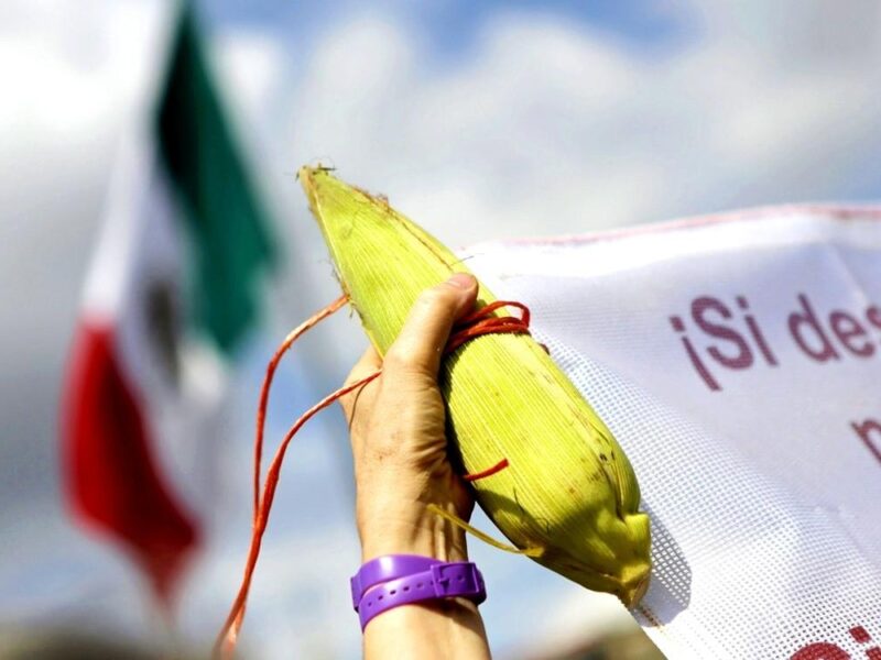 diputados aprueban prohibición maíz transgénico