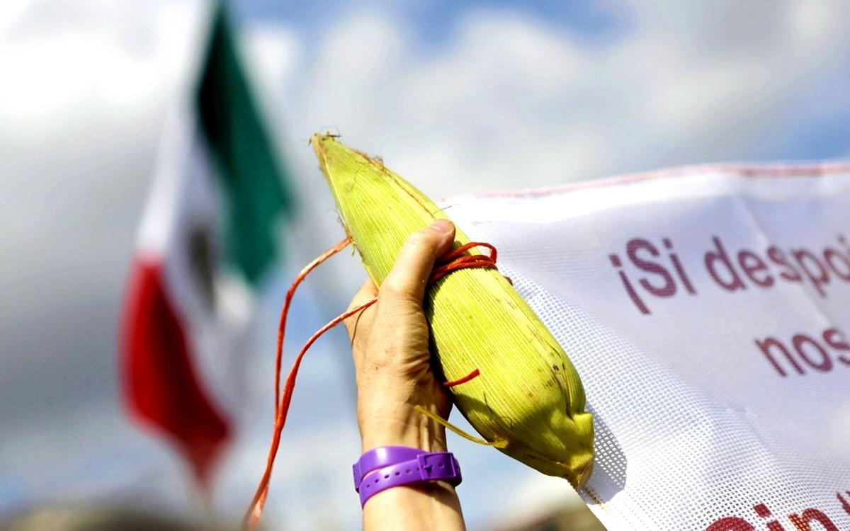 diputados aprueban prohibición maíz transgénico