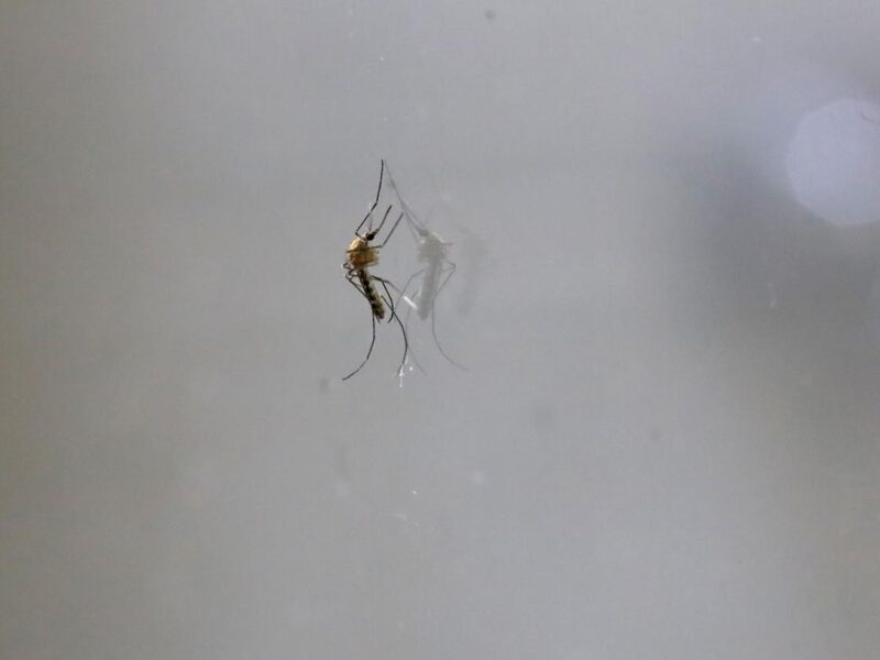 prevención de chikungunya en Michoacán