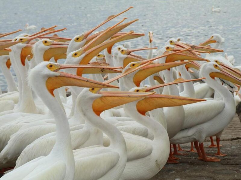 ¡Sorpréndete! Petatán se pinta de blanco con la llegada de 23 mil pelícanos