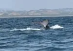 Ballenas dicen adiós a la temporada en Michoacán con 93% de avistamientos