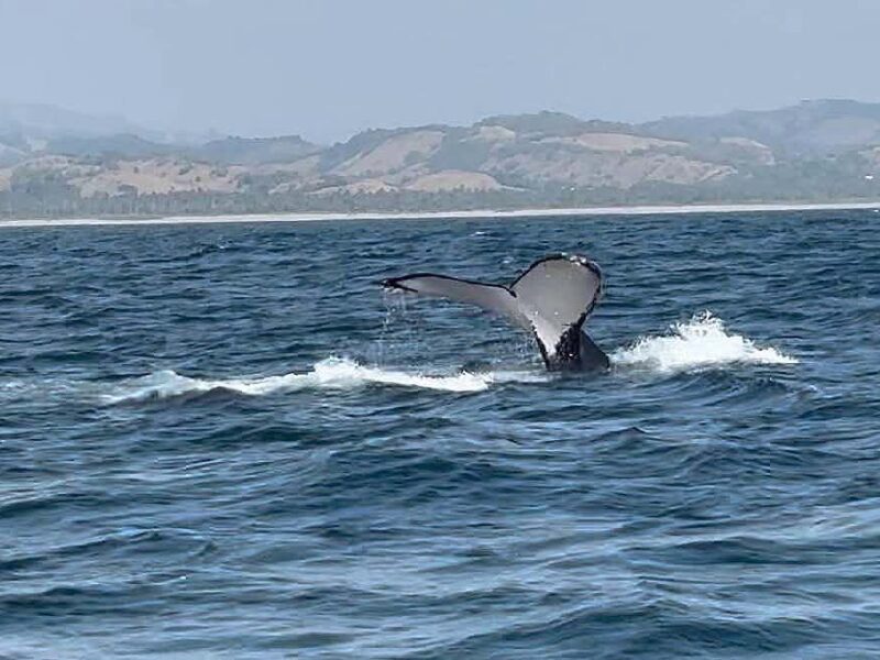 Avistamiento de ballenas en Michoacán 2024