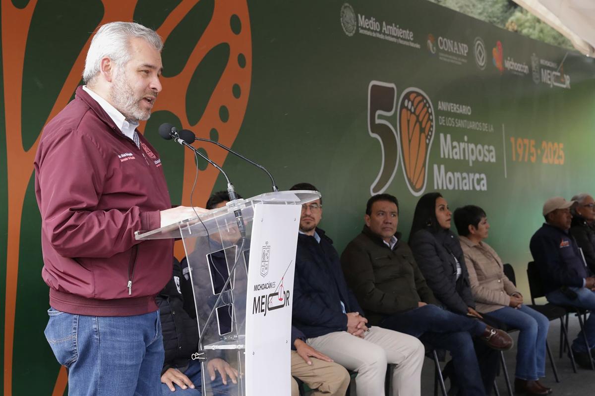 Bedolla celebra aumento de 99% de ocupación de la Mariposa Monarca en bosques de Michoacán y México