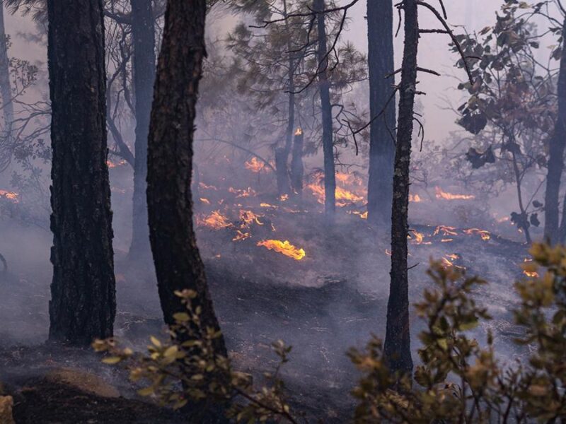 Incendios forestales en Michoacán ene 2025
