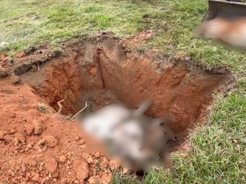 Muerte de reses masiva por envenenamiento en Tabasco