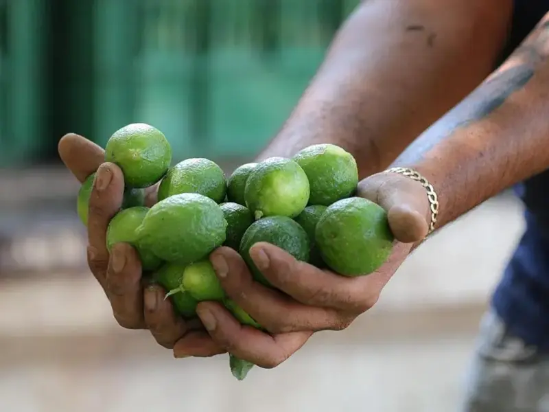 Pese a denuncias de extorsiones por limoneros de Apatzingán, en enero del 2025, FGE sin registro